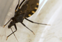 Chagas, orquesta invisible Chagas, orquesta invisible